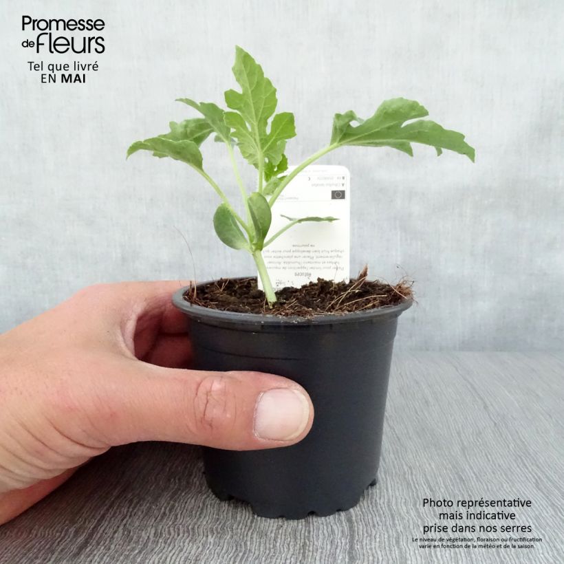 Sandía Pata Negra F1 Maceta de 10 cm/11 cm Ejemplar entregado en la primavera