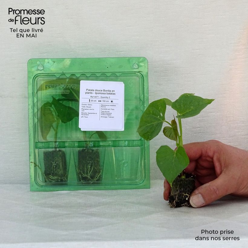 Batata Bonita minicepellón: Ø 3/4 cm Ejemplar entregado en la primavera