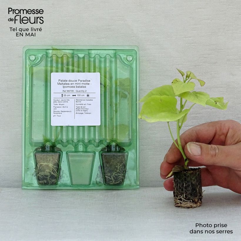 Batata Paradise Makatea minicepellón: Ø 3/4 cm Ejemplar entregado en la primavera