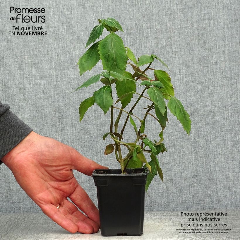 Ejemplar de Pachulí - Pogostemon cablin Maceta de 8/9 cm entregado en otoño