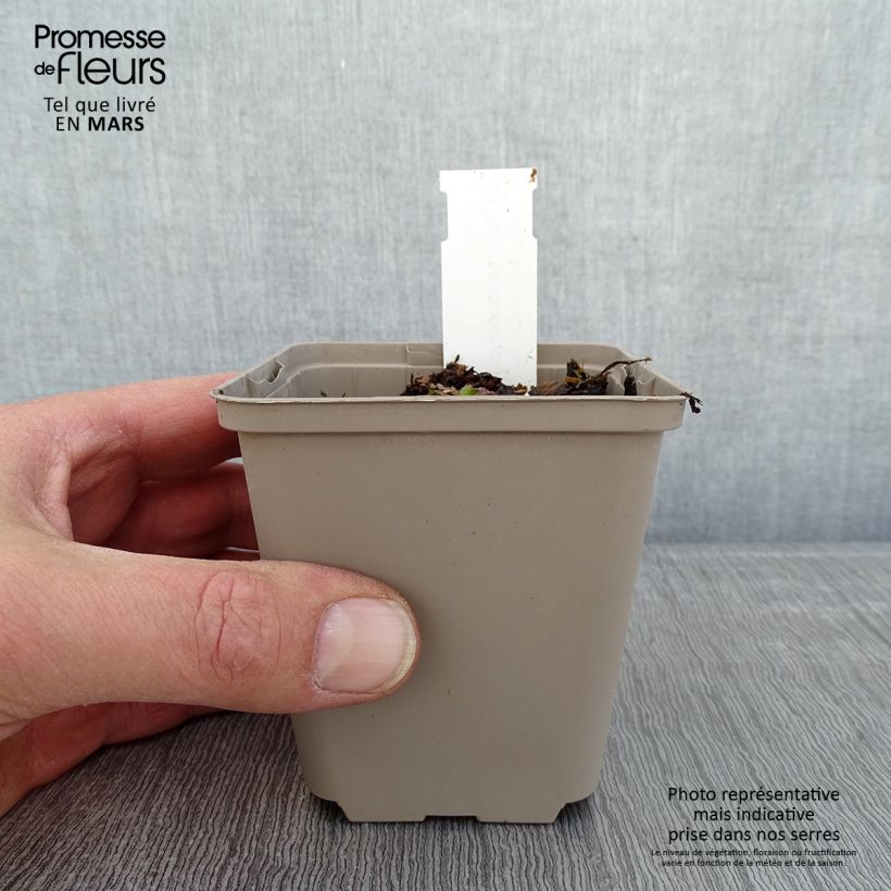 Patrinia monandra Maceta de 8/9 cm Ejemplar entregado en invierno