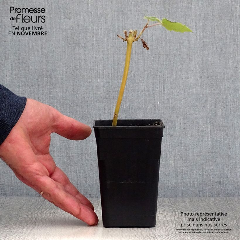 Ejemplar de Paulownia fortunei April Light Maceta 1L/1,5L entregado en otoño
