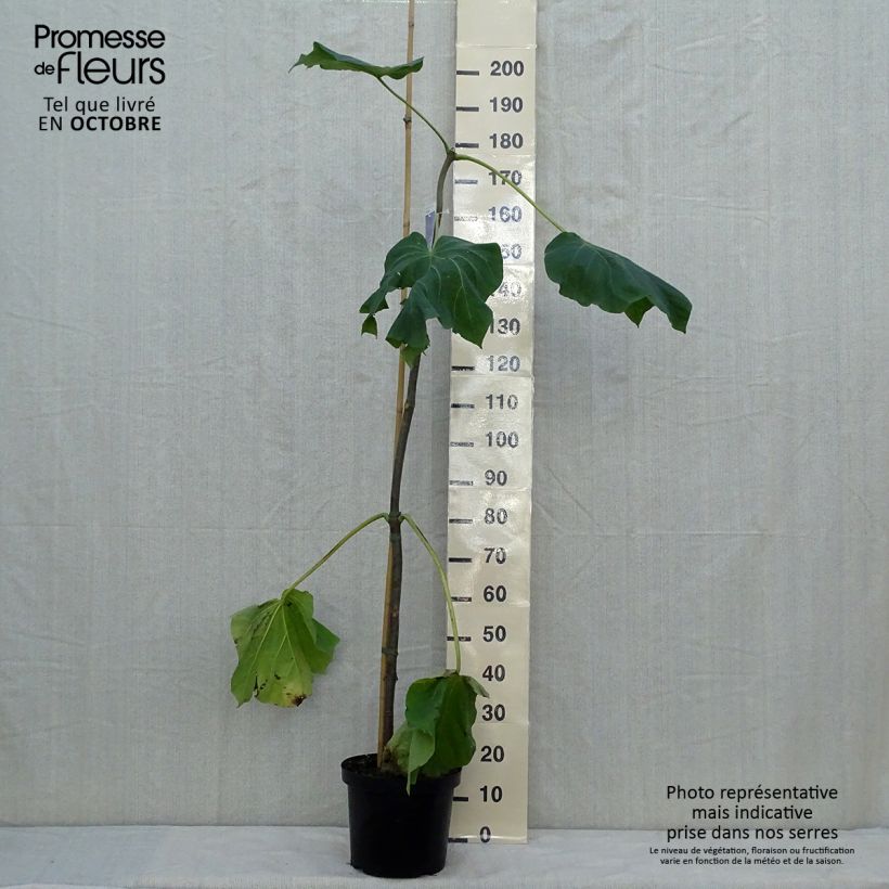 Ejemplar de Paulownia fortunei Fast Blue Minfast Maceta 7,5L/10L entregado en otoño