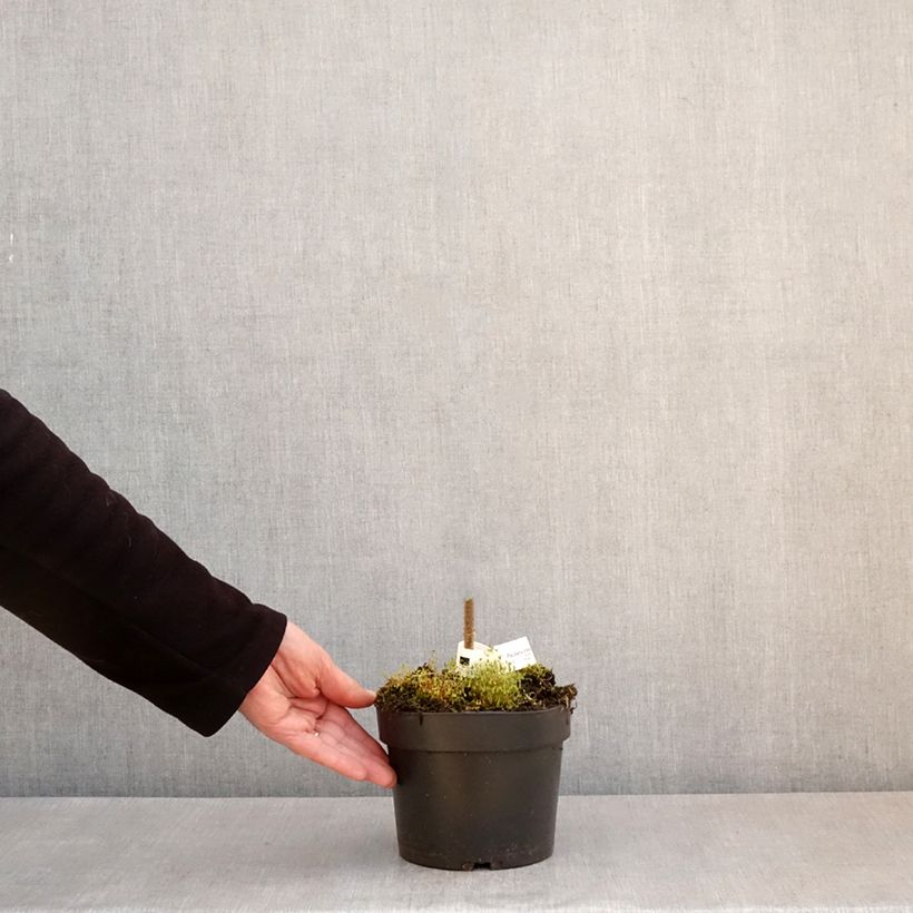 Paulownia tomentosa - Paulonia imperial Maceta 2L/3L Ejemplar entregado en la primavera