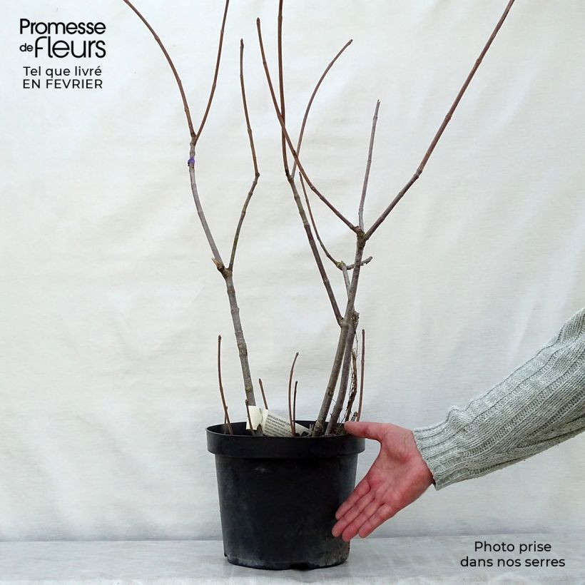 Aesculus parviflora - Castaño de hojas pequeñas Maceta 2L/3L Ejemplar entregado en invierno