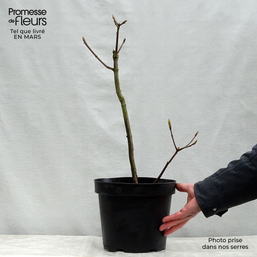 Aesculus parviflora - Castaño de hojas pequeñas Maceta 7,5L/10L Ejemplar entregado en la primavera