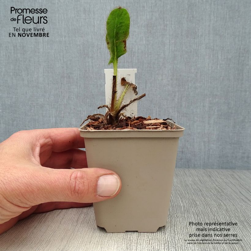Ejemplar de Meconopsis betonicifolia - Amapola azul del Himalaya Maceta de 8/9 cm entregado en otoño