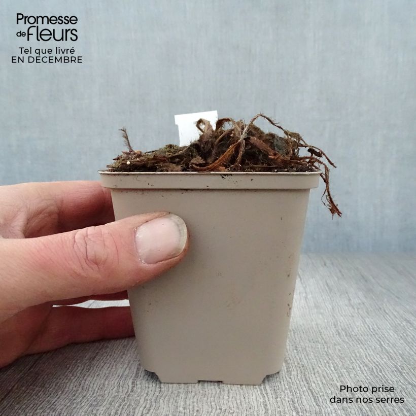 Meconopsis betonicifolia - Amapola azul del Himalaya Maceta de 8/9 cm Ejemplar entregado en invierno