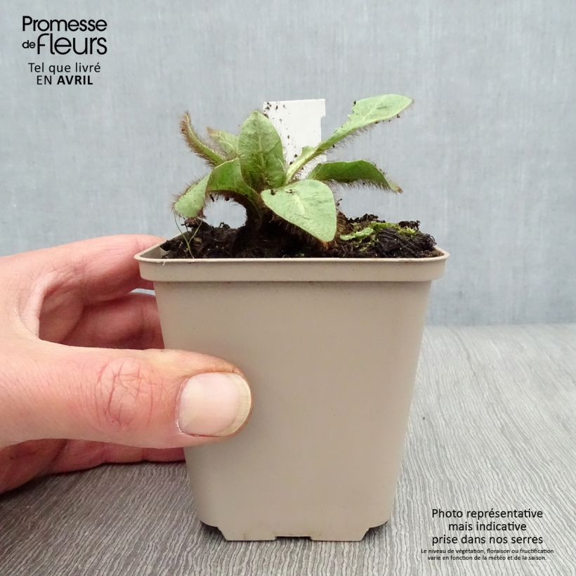 Meconopsis betonicifolia - Amapola azul del Himalaya Maceta de 8/9 cm Ejemplar entregado en la primavera