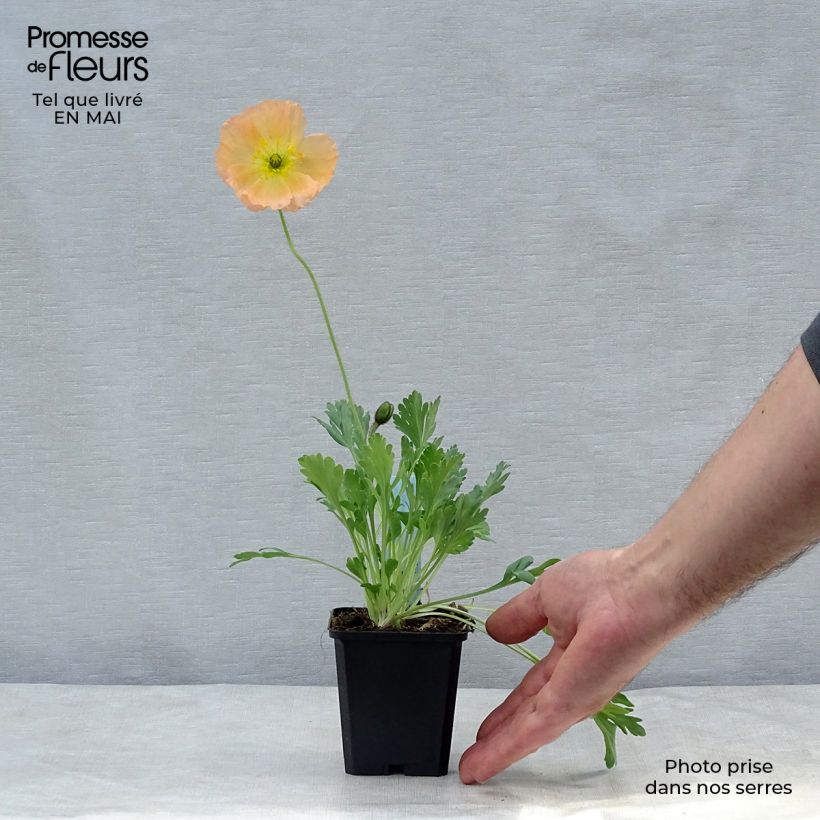 Amapola de Islandia Gartenzwerg - Papaver nudicaule Maceta de 8/9 cm Ejemplar entregado en la primavera