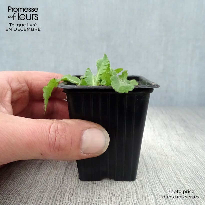 Amapola oriental Beauty of Livermere - Papaver orientale Maceta de 7/8 cm Ejemplar entregado en invierno