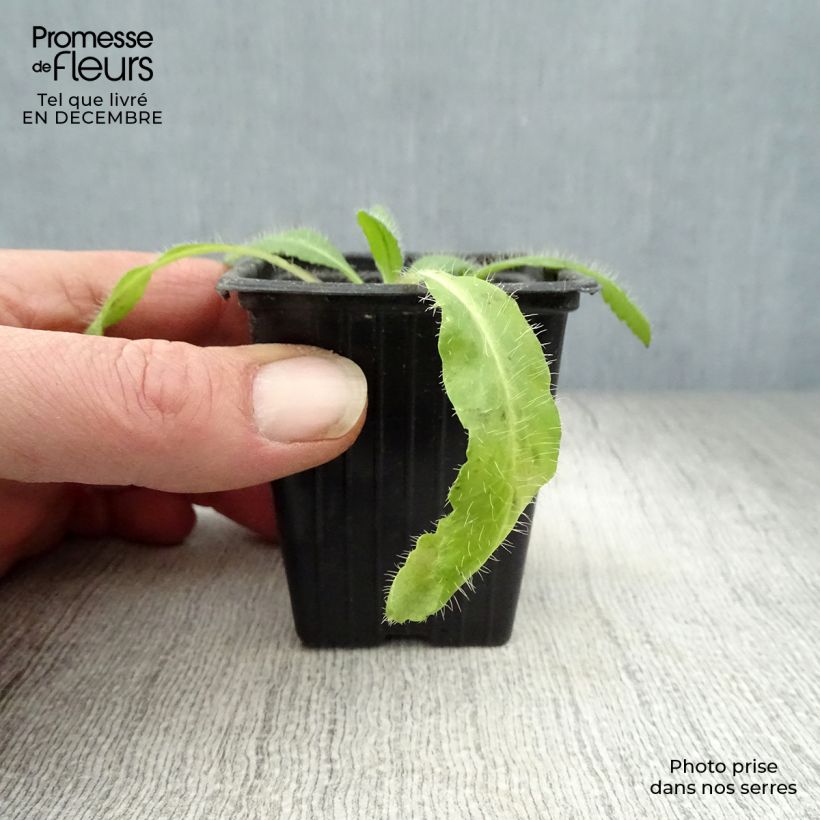 Amapola oriental Brilliant - Papaver orientale Maceta de 7/8 cm Ejemplar entregado en invierno