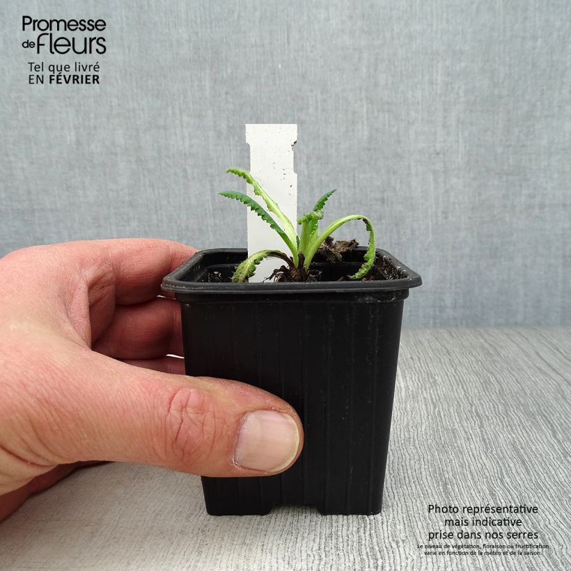 Amapola oriental Clochard - Papaver orientale Maceta de 8/9 cm Ejemplar entregado en invierno