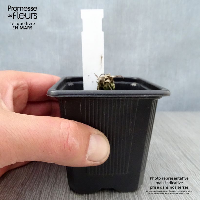 Amapola oriental Clochard - Papaver orientale Maceta de 8/9 cm Ejemplar entregado en la primavera