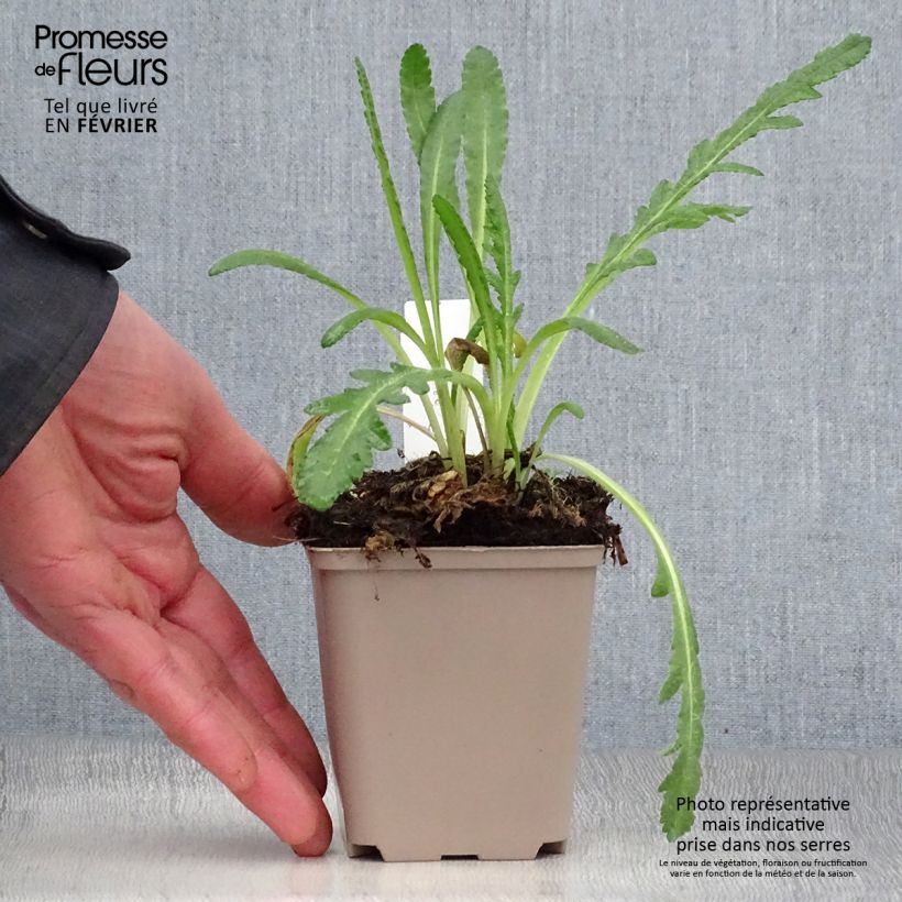 Amapola oriental Harvest Moon - Papaver orientale Maceta de 8/9 cm Ejemplar entregado en invierno