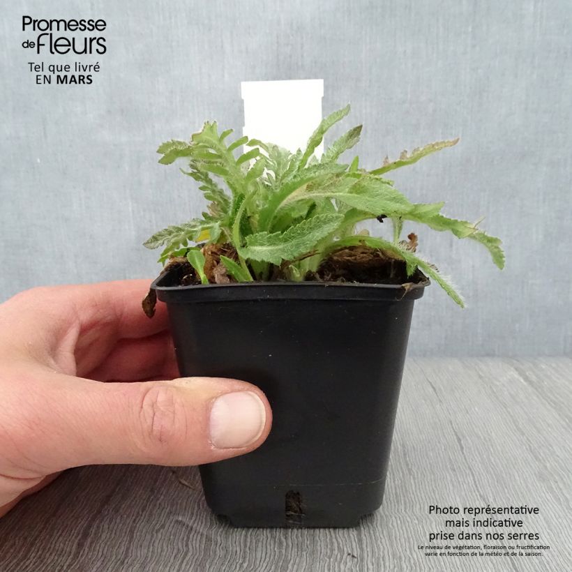 Amapola oriental May Queen - Papaver orientale Maceta de 8/9 cm Ejemplar entregado en la primavera