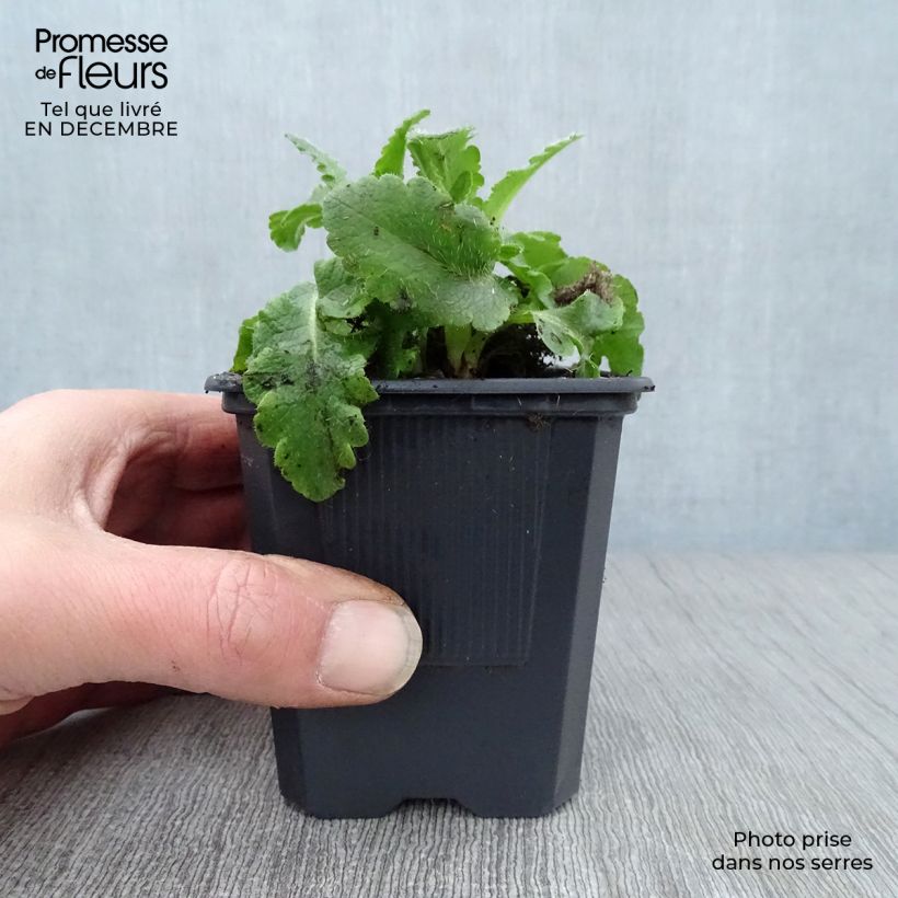 Amapola oriental Patty's Plum - Papaver orientale Maceta de 8/9 cm Ejemplar entregado en invierno