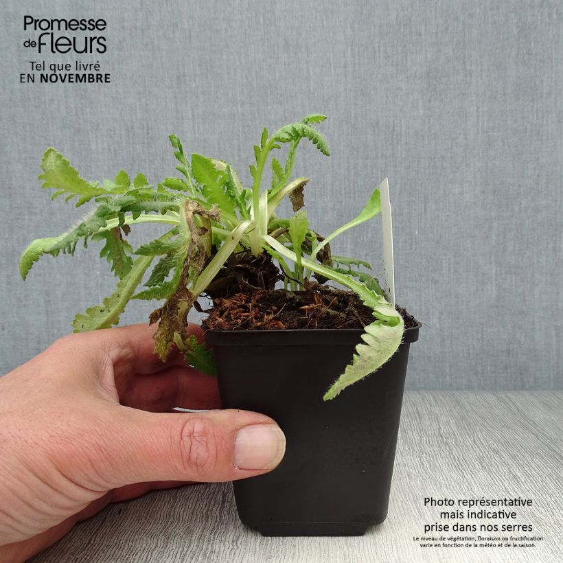 Ejemplar de Amapola oriental Picotee - Papaver orientale Maceta de 8/9 cm entregado en otoño