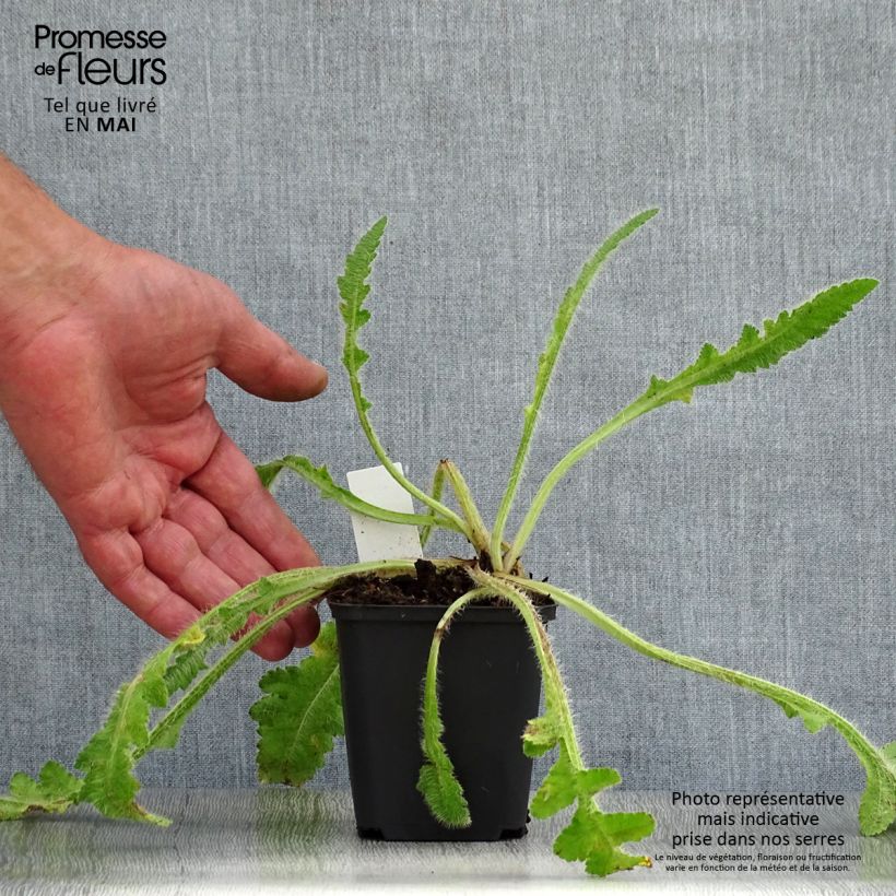 Amapola oriental Picotee - Papaver orientale Maceta de 8/9 cm Ejemplar entregado en la primavera