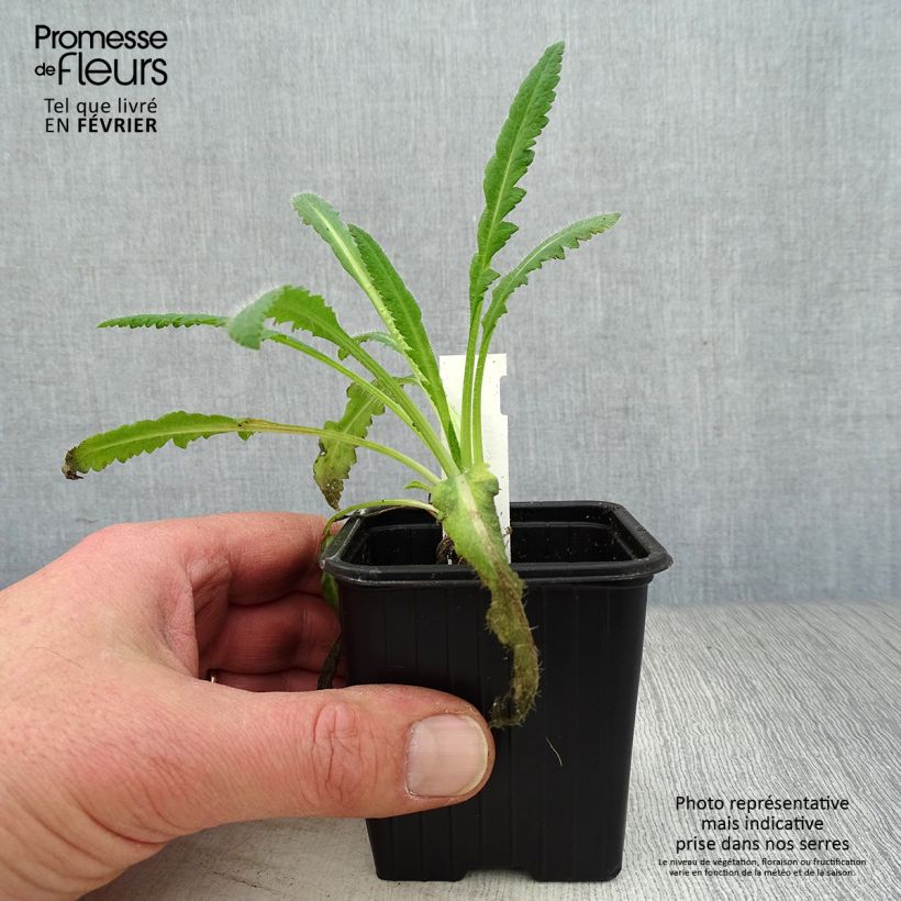 Amapola oriental Royal Chocolate Distinction - Papaver orientale Maceta de 8/9 cm Ejemplar entregado en invierno