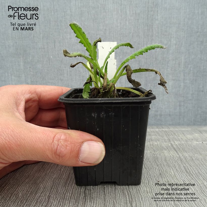 Amapola oriental Royal Chocolate Distinction - Papaver orientale Maceta de 8/9 cm Ejemplar entregado en la primavera