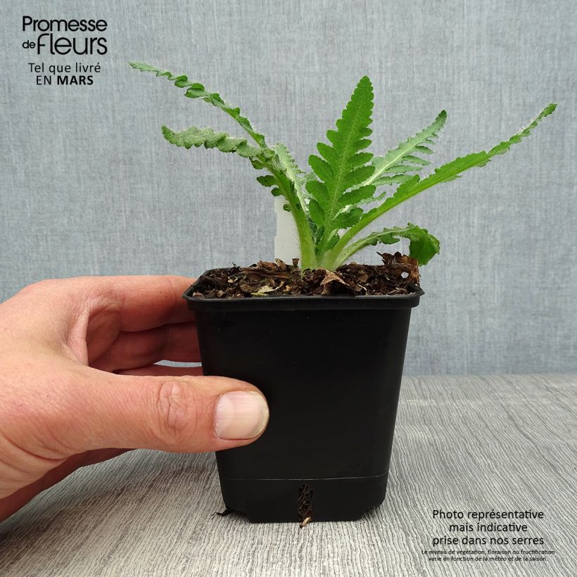 Amapola oriental Royal Wedding - Papaver orientale Maceta de 7/8 cm Ejemplar entregado en la primavera