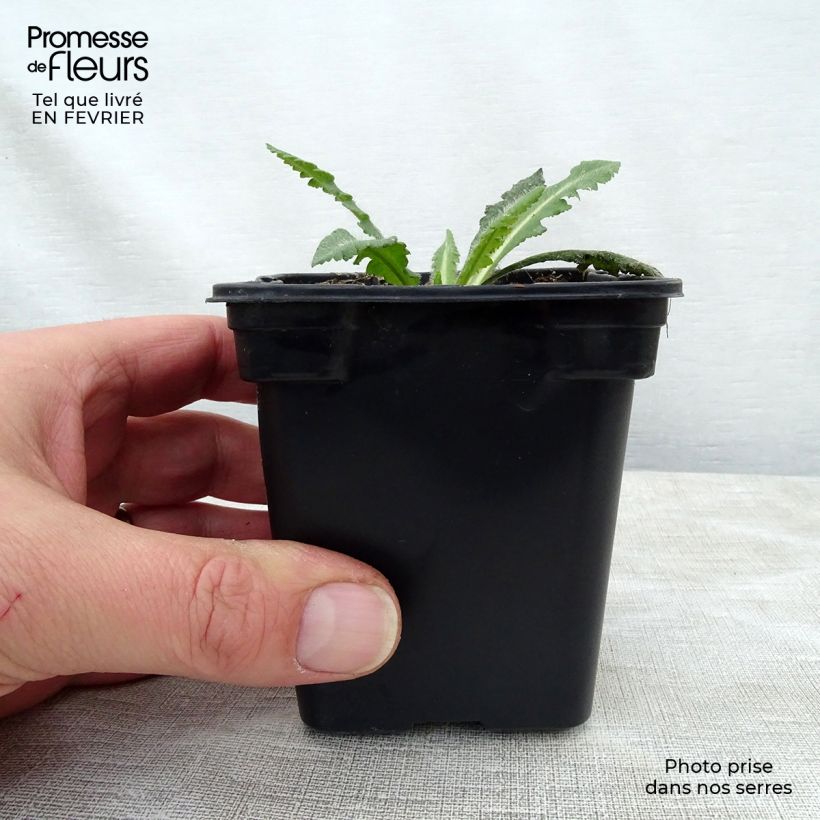 Amapola oriental Royal Wedding - Papaver orientale Maceta de 7/8 cm Ejemplar entregado en invierno