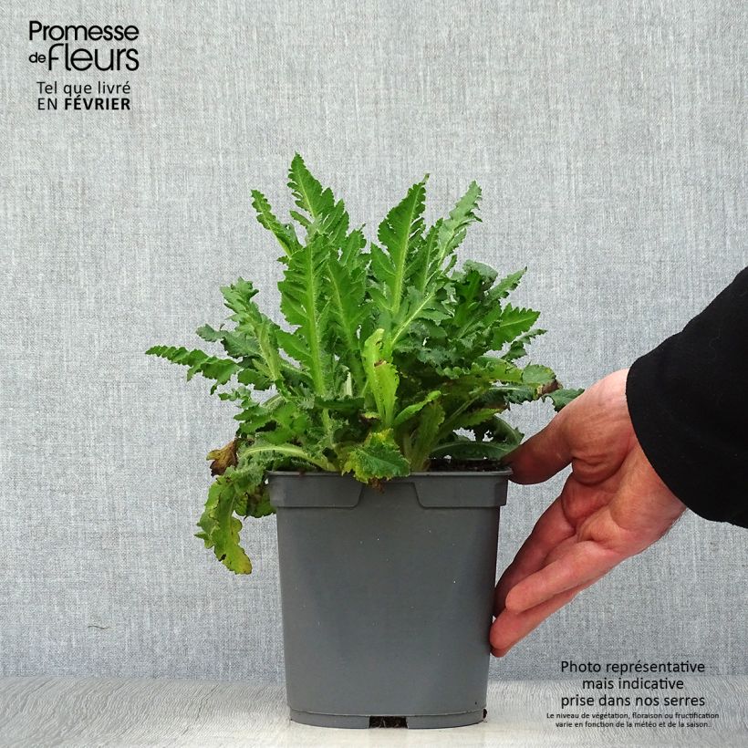 Amapola oriental Royal Wedding - Papaver orientale Maceta 2L/3L Ejemplar entregado en invierno