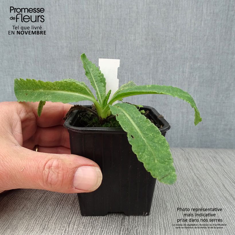 Ejemplar de Amapola oriental Türkenlouis - Papaver orientale Maceta de 8/9 cm entregado en otoño