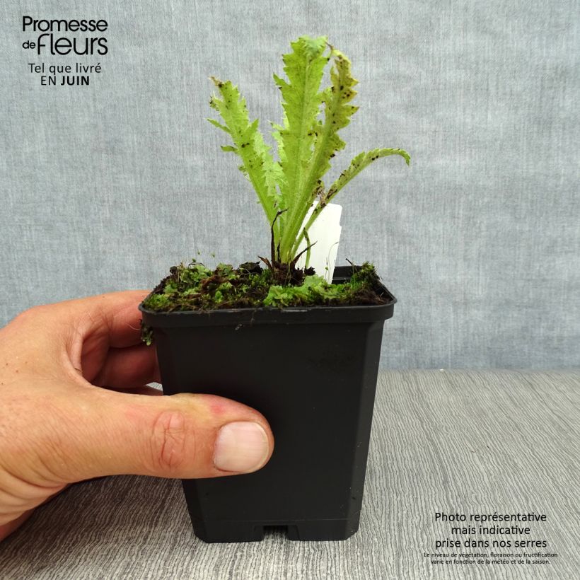 Ejemplar de Amapola oriental Türkenlouis - Papaver orientale Maceta de 8/9 cm entregado en verano