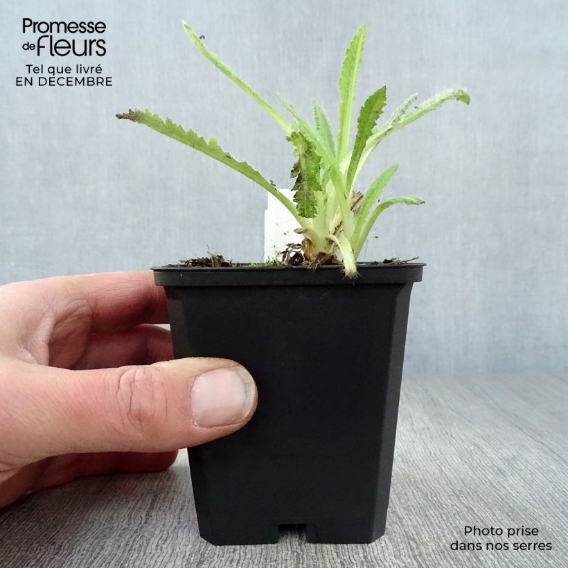 Amapola oriental Türkenlouis - Papaver orientale Maceta de 8/9 cm Ejemplar entregado en invierno