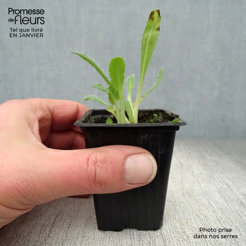 Amapola oriental Allegro - Papaver orientale Maceta de 7/8 cm Ejemplar entregado en invierno