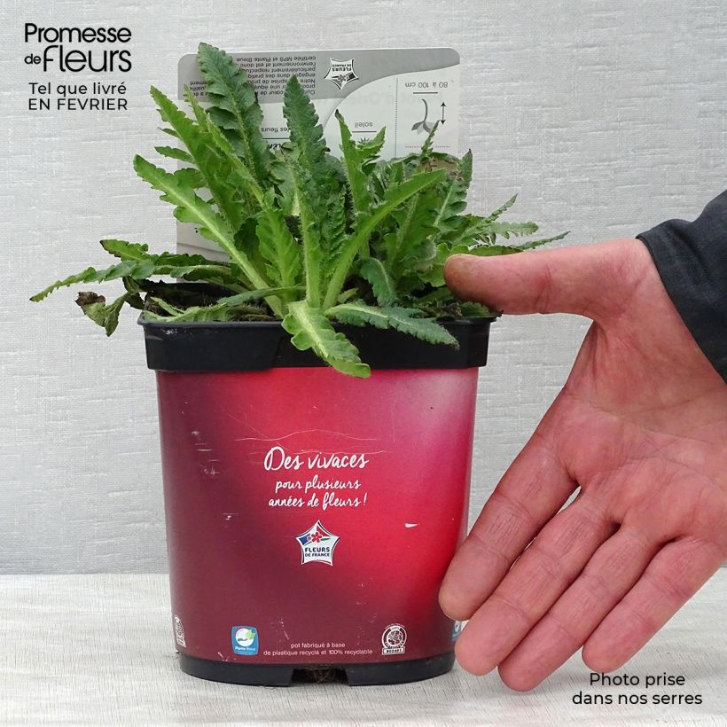 Amapola oriental Allegro - Papaver orientale Maceta 2L/3L Ejemplar entregado en invierno