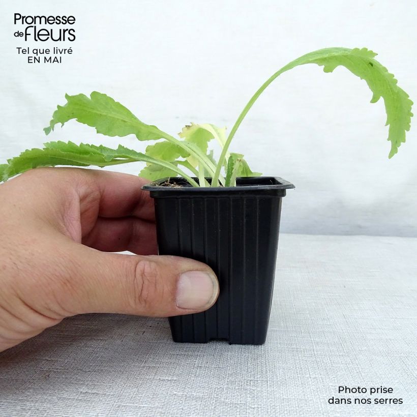 Amapola oriental Allegro - Papaver orientale Maceta de 7/8 cm Ejemplar entregado en la primavera