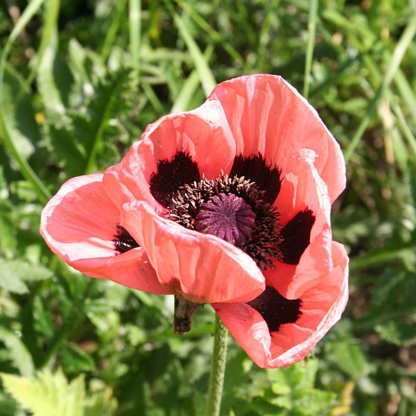 Amapola oriental Haremstraum - Papaver orientale (Floración)