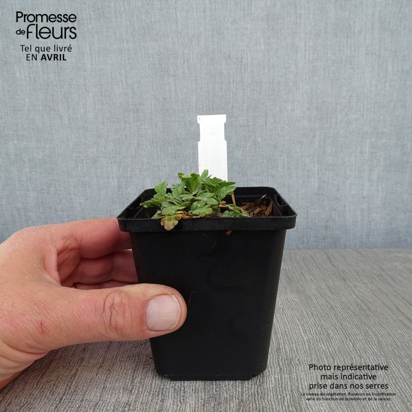 Amapola de Islandia Champagne Bubbles Mix - Papaver nudicaule Maceta de 8/9 cm Ejemplar entregado en la primavera