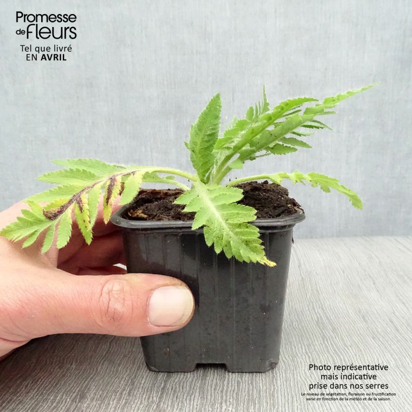 Amapola oriental Beauty of Livermere - Papaver orientale Maceta de 7/8 cm Ejemplar entregado en la primavera