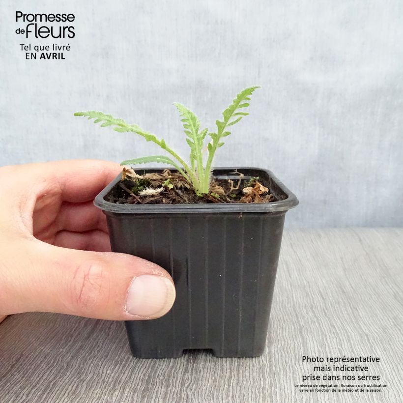 Amapola oriental Brilliant - Papaver orientale Maceta de 7/8 cm Ejemplar entregado en la primavera