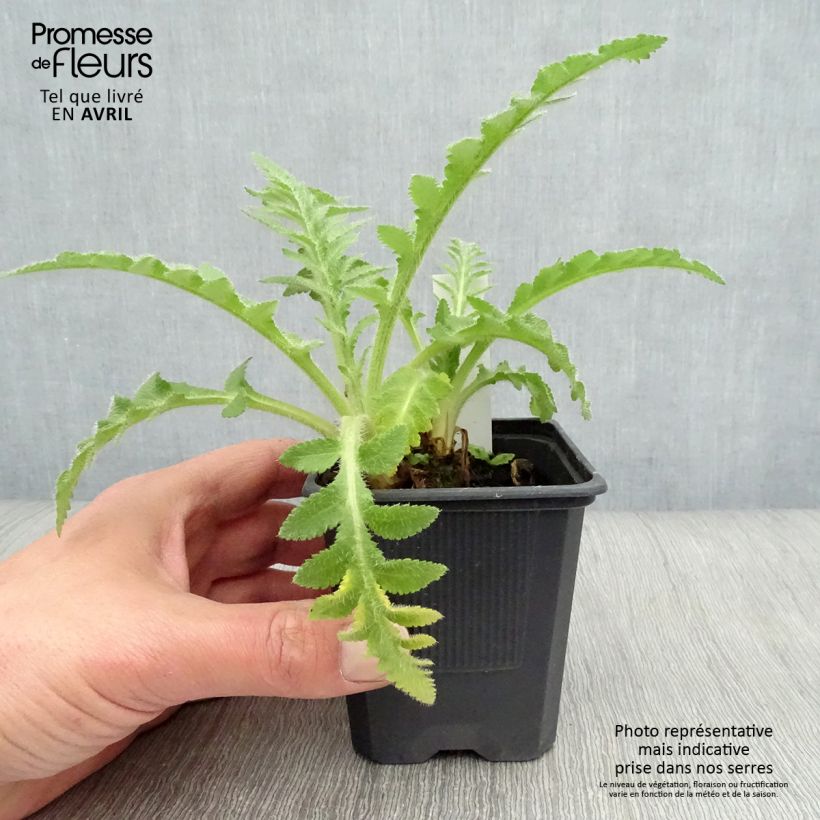 Amapola oriental Patty's Plum - Papaver orientale Maceta de 8/9 cm Ejemplar entregado en la primavera