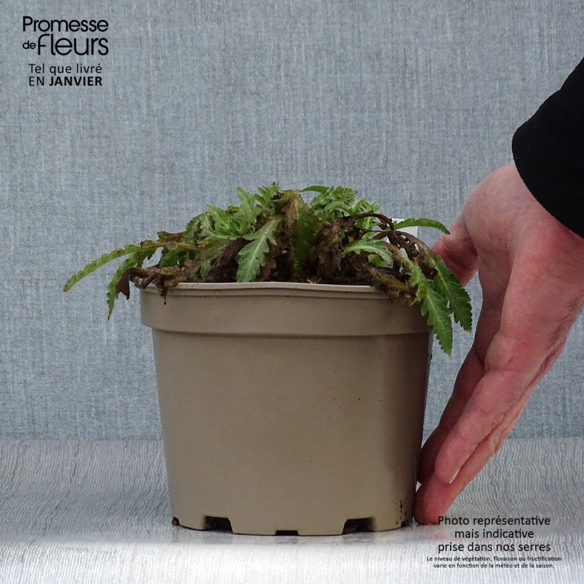 Amapola oriental Patty's Plum - Papaver orientale Maceta 2L/3L Ejemplar entregado en invierno