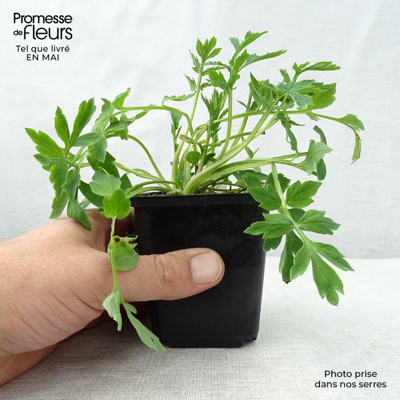 Meconopsis cambrica - Amapola amarilla Maceta de 8/9 cm Ejemplar entregado en la primavera