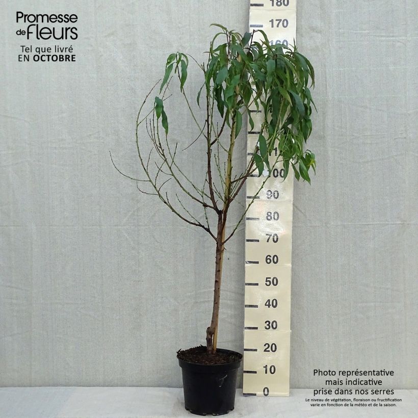 Ejemplar de Melocotonero Grosse Mignonne Maceta 7,5L/10L, Copa entregado en otoño