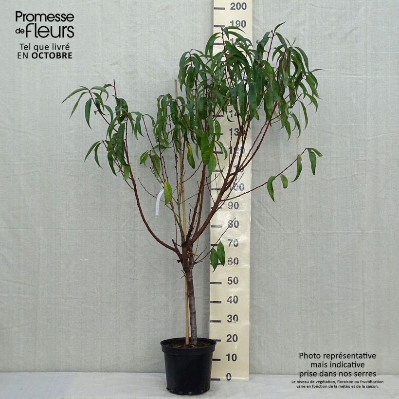 Ejemplar de Melocotonero Michelini Maceta 7,5L/10L, Copa entregado en otoño
