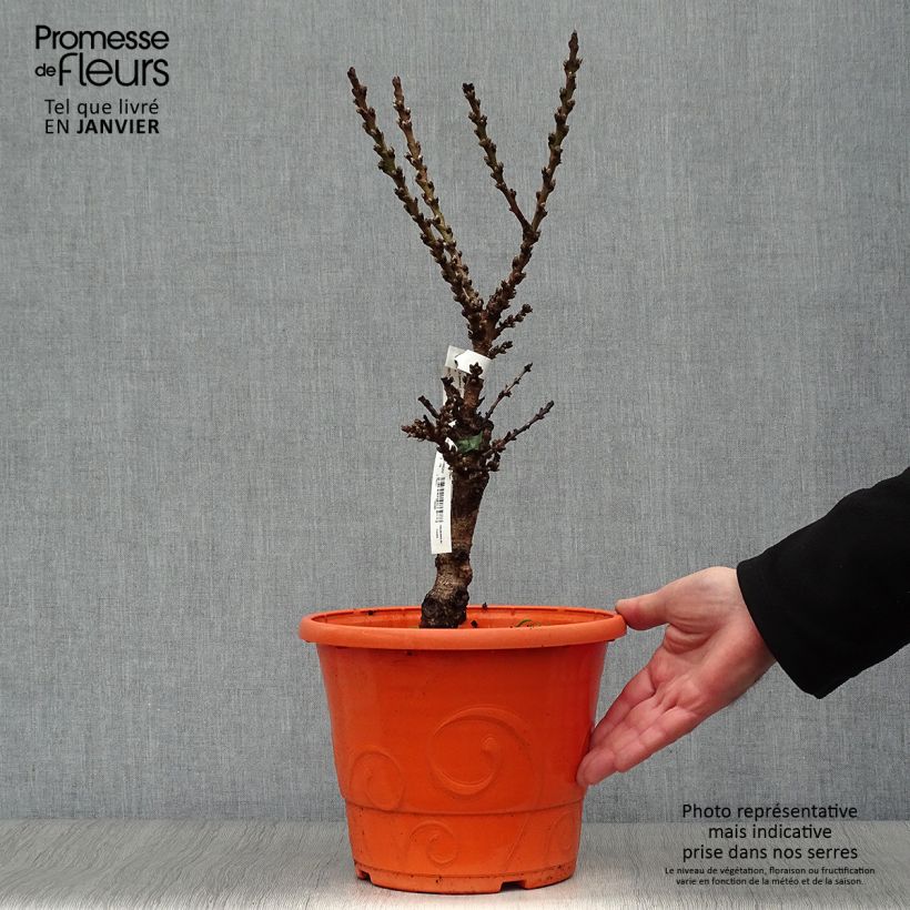 Melocotonero enano Crimson Bonfire Maceta 6L/7L, Enano Ejemplar entregado en invierno