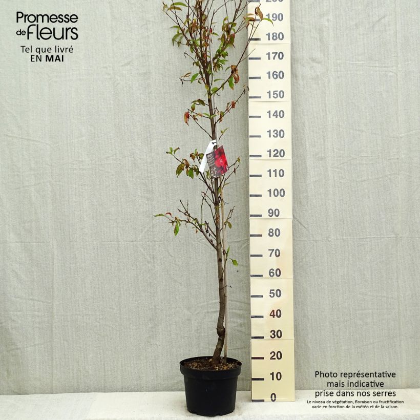 Prunus persica Taoflora Red Maceta 7,5L/10L, Arból joven Ejemplar entregado en la primavera
