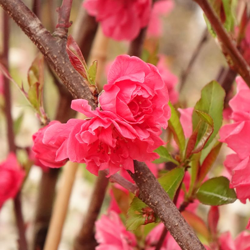 Prunus persica Taoflora Red (Follaje)