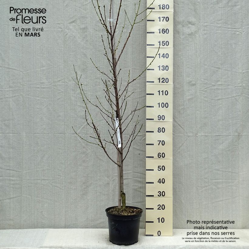Prunus persica Taoflora White Maceta 7,5L/10L, Arból joven Ejemplar entregado en la primavera