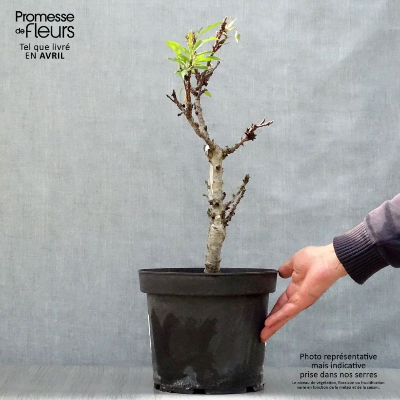 Melocotonero enano Diamond Zaipevi Maceta 6L/7L, 1/4 tallo Ejemplar entregado en la primavera