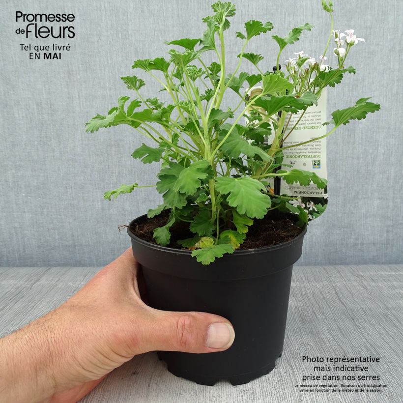 Geranio Ardwick Cinnamon- Pelargonium Maceta 1,5L/2L Ejemplar entregado en la primavera