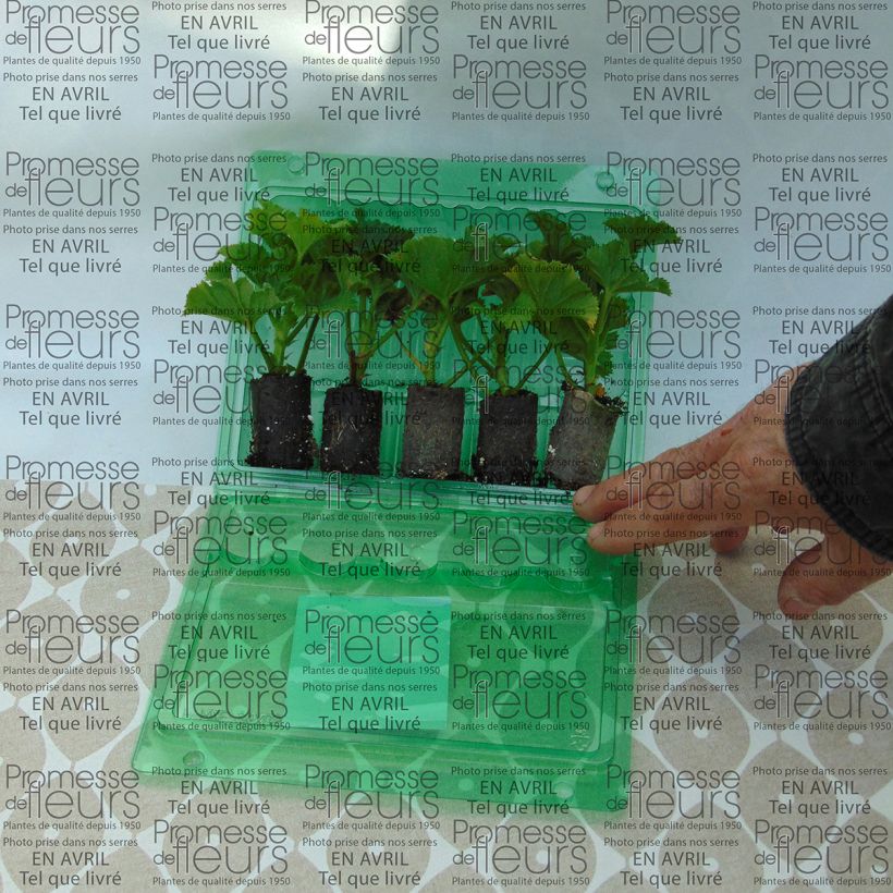 Ejemplo de ejemplar de Geranio Bermuda Cherry- Pelargonium minicepellón: Ø 3/4 cm tal y como se entrega